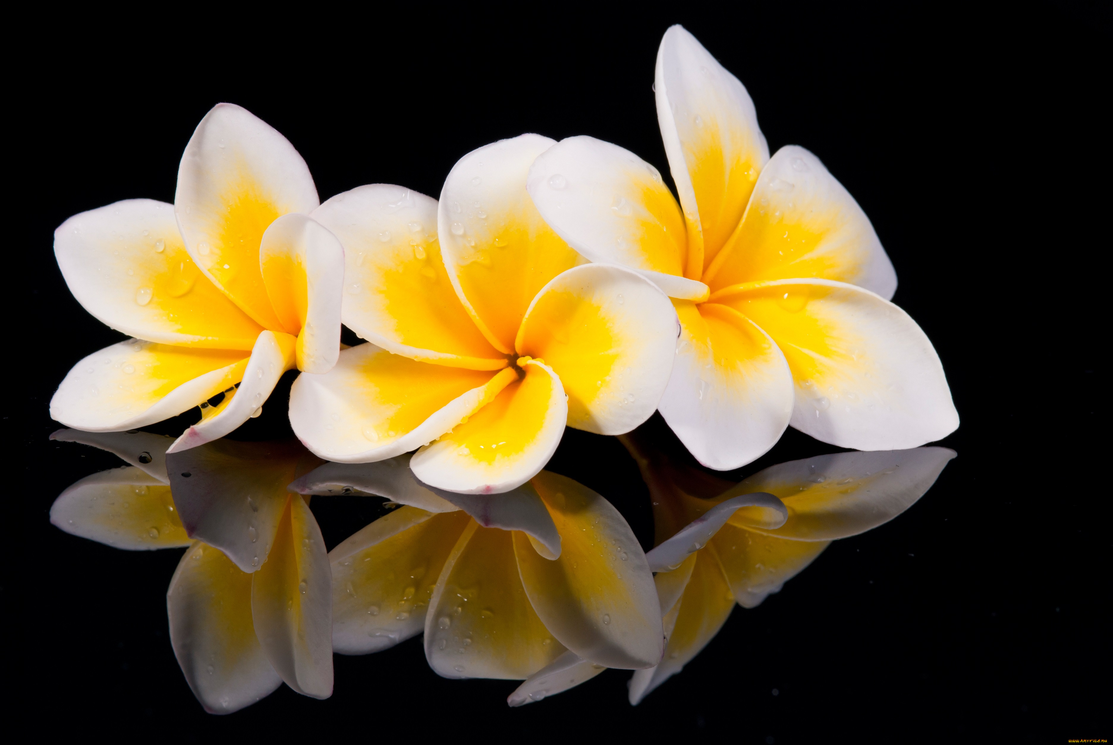 , , plumeria, wood, flowers